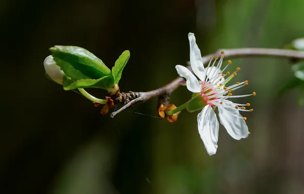 Nature, Czech Republic, Flower cherry