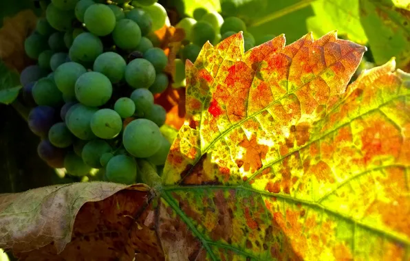 Grapes, vine, raceme, grape leaves