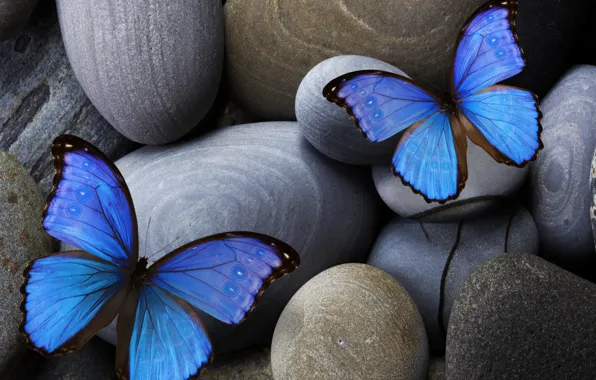 Blue, stones, insect