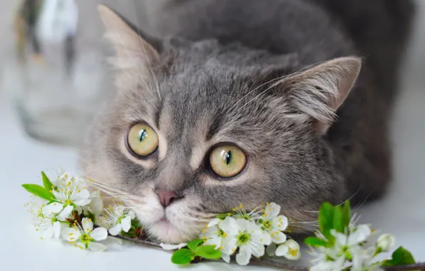 Картинка кошка, взгляд, цветы, ветки