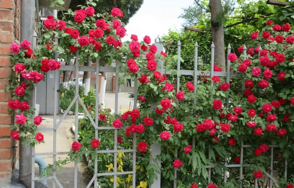 Куст, Красные, Розы, Meduzanol ©, Лето 2018