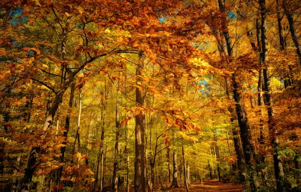 Осень, лес, листва, оранжевая, желтая