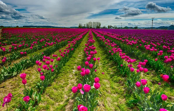Картинка поле, небо, облака, цветы, природа, тюльпаны