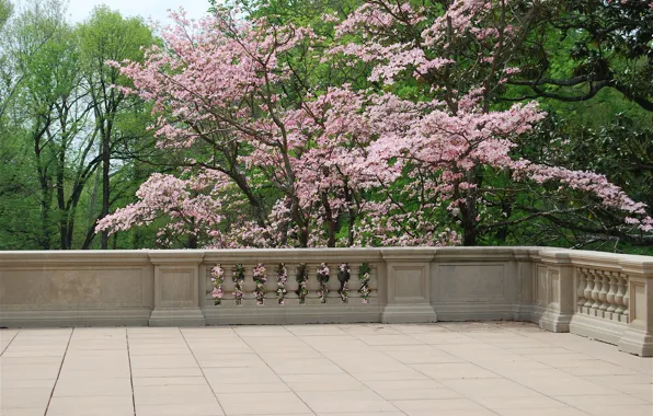 Деревья, Весна, балкон, цветение, trees, nature, spring, balcony