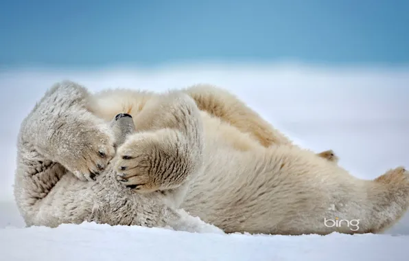 Картинка снег, Аляска, США, белый медведь, Море Бофорта, мыс Барроу