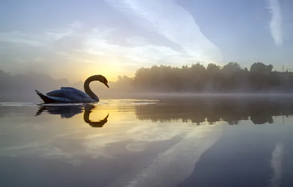 Туман, озеро, отражение, птица, Англия, утро, лебедь, England