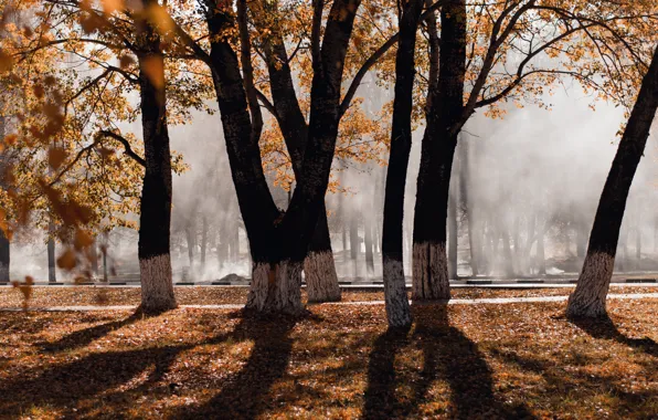 Осень, листья, свет, деревья, туман, Autumn