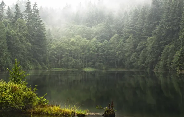 Картинка лес, лето, туман, озеро