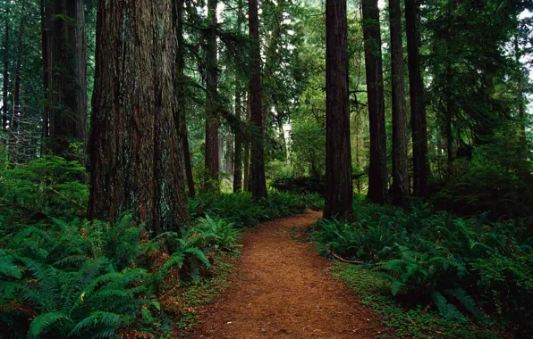 Картинка лес, деревья, природа, США, тропинка, Редвуд