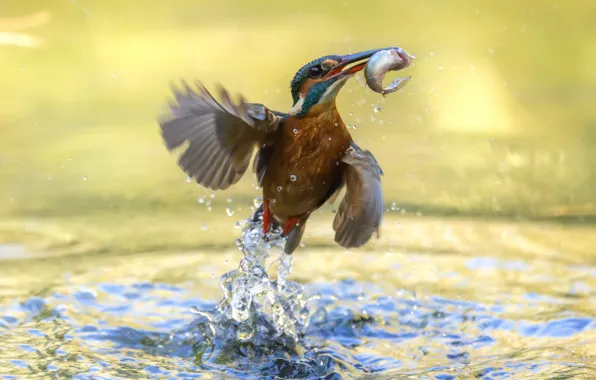 Вода, брызги, птица, рыба
