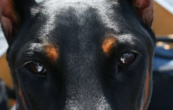 Картинка глаза, взгляд, eyes, карие, Dogs, Animals, doberman, Deep