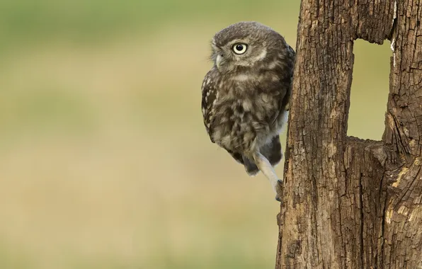 Картинка фон, птица, Little Owl Owlet