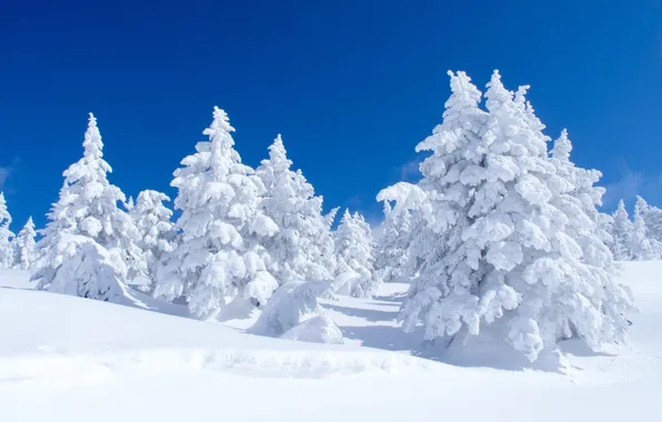 Картинка лес, небо, снег, природа