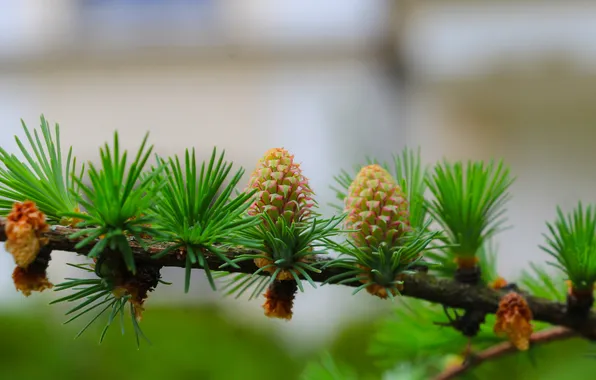 Pine, twig, cone
