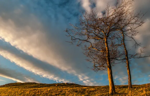 Небо, деревья, пейзаж