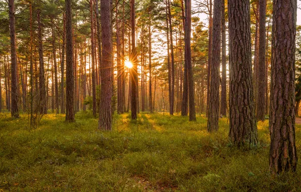 Картинка nature, orange, national, estonia, moss, outdoor, natural, nobody