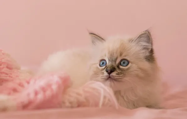 Кошка, глаза, взгляд, котенок, фон, розовый, пушистый, лежит