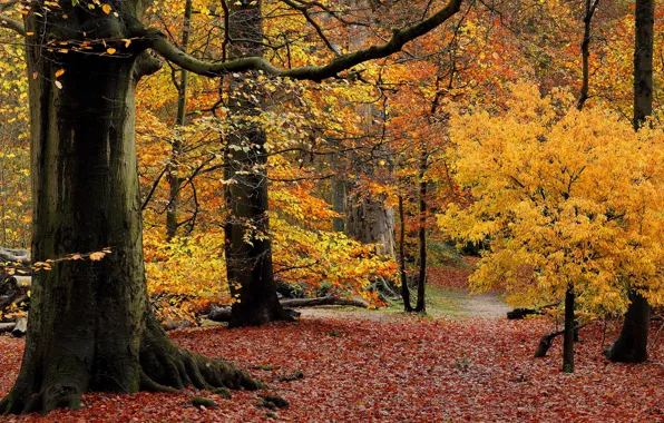 Осень, лес, листья, деревья, парк, багрянец