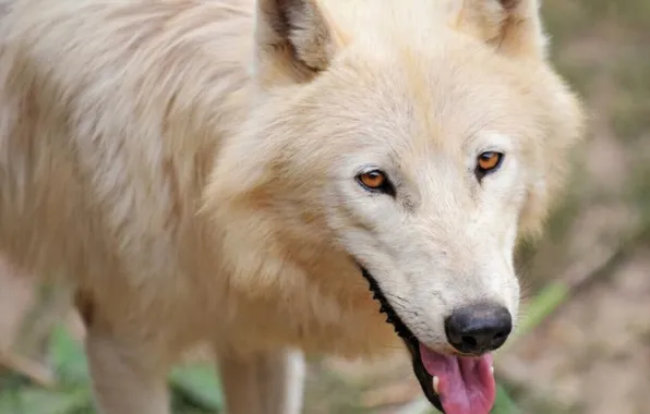 Nature, snow, predator, face, animal, wolf, wildlife, portrait