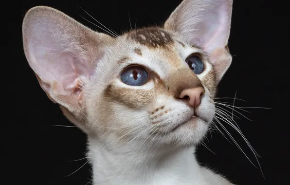 Портрет, мордочка, уши, голубые глаза, тёмный фон, котейка, Ориентальная кошка