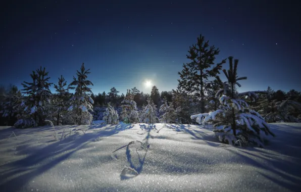 Картинка зима, небо, снег, деревья, ночь, Шевченко Николай, Лунная дорожка блистает серебром