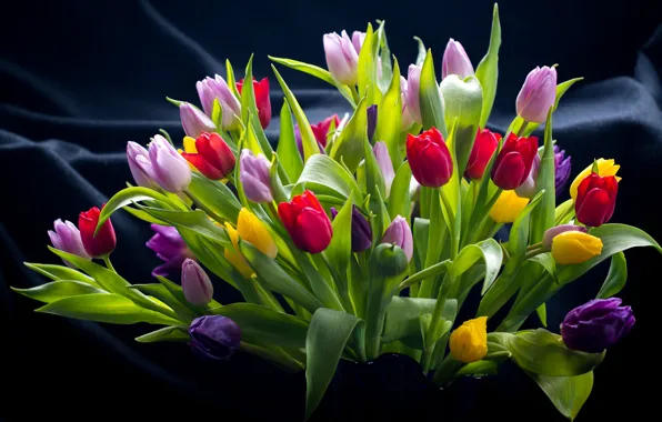 Картинка букет, тюльпаны, разноцветные