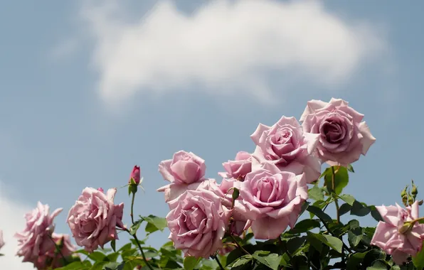 Картинка небо, цветы, розы, облако, розовые