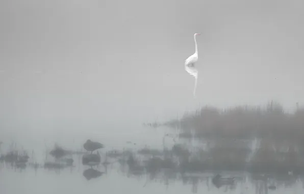 Картинка туман, река, птица, цапля