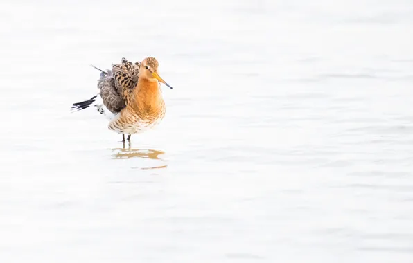 Вода, птица, клюв, большой веретенник