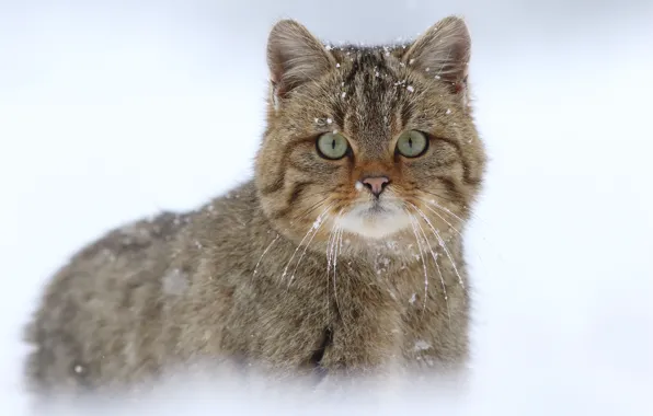 Картинка взгляд, снег, дикая кошка, Европейская лесная кошка