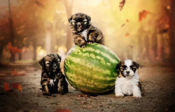 Картинка осень, собаки, арбуз, щенки, трио, троица, Екатерина Кикоть