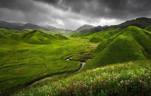 Картинка трава, цветы, горы, тучи, природа, река, Индия, Green Dzukou