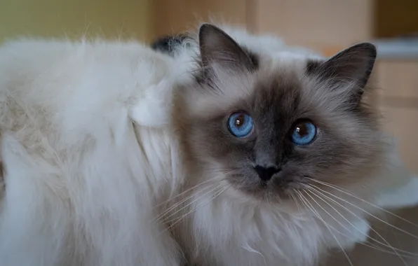 Кошка, кот, усы, взгляд, поза, портрет, голубые глаза, мордашка