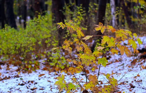 Forest, park, autumn, leaf, fall, twig