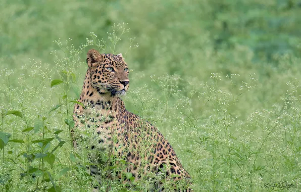 Картинка трава, взгляд, леопард, дикая кошка