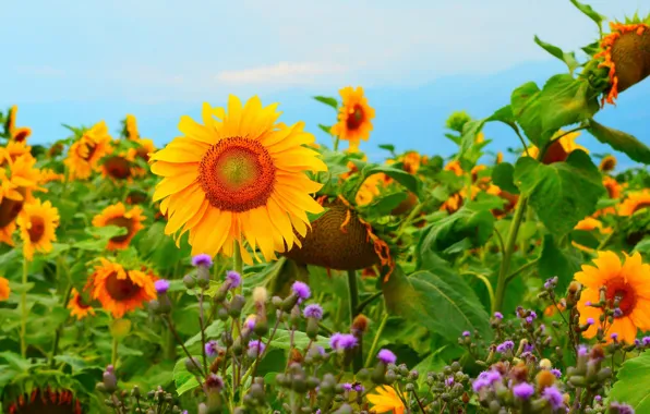 Картинка Поле, Field, Sunflowers, Подсонухи