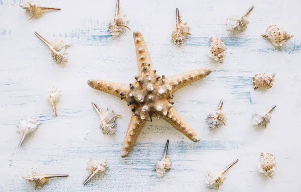 Картинка фон, ракушки, морская звезда, summer, wood, marine, starfish, composition