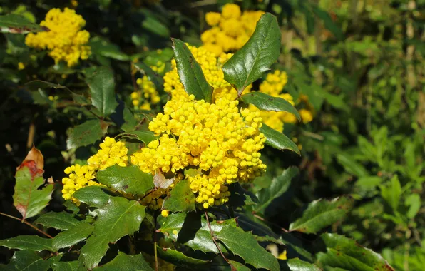 Yellow, spring, blooming