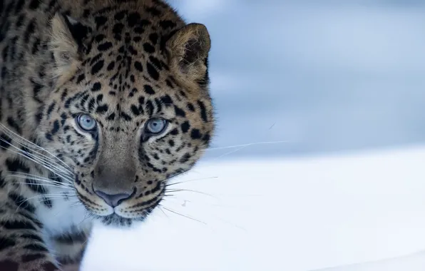 Природа, зверь, Amur Leopard