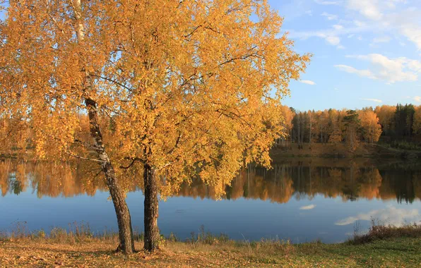 Картинка осень, лес, листья, вода, озеро, гладь, дерево, желтые