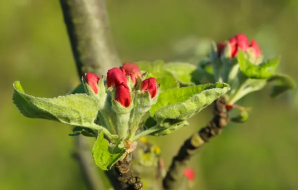 Spring, twig, flower bud