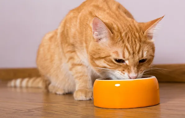 Картинка cat, eating, food bowl