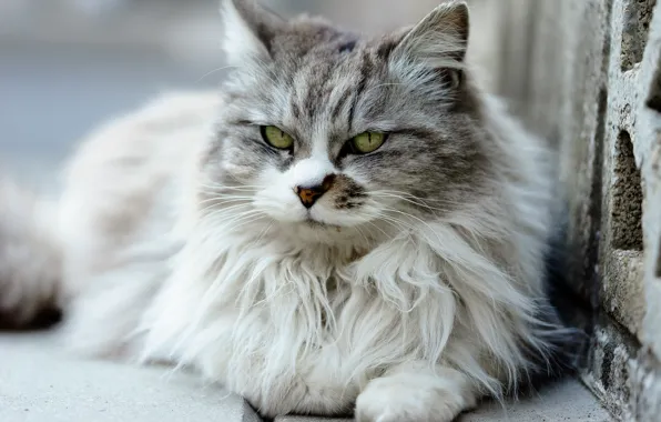 Кошка, глаза, шерсть