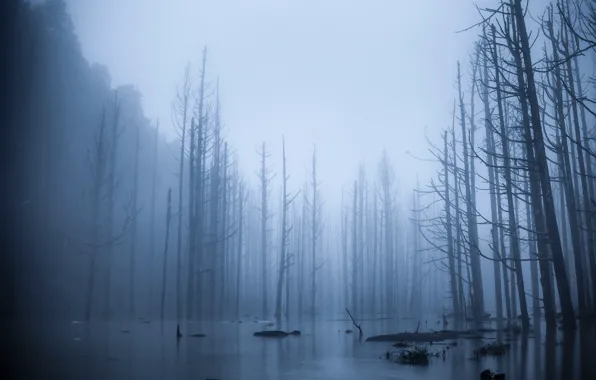 Лес, деревья, туман, разлив, половодье