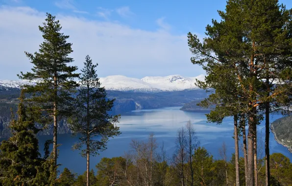 Картинка деревья, горы, Норвегия, фьорд