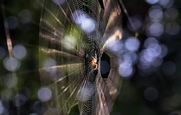 Картинка Макро, Паутина, Боке, Bokeh, Macro