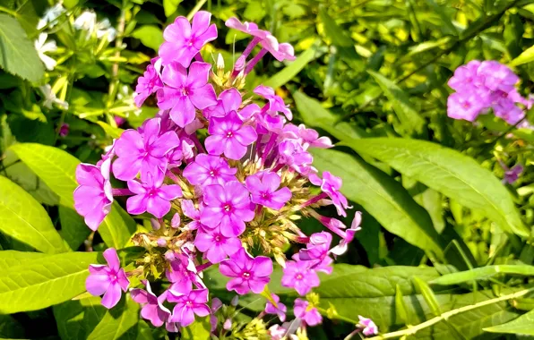 Fred Fletcher Park, Raleigh NC, PURPLE PHLOX