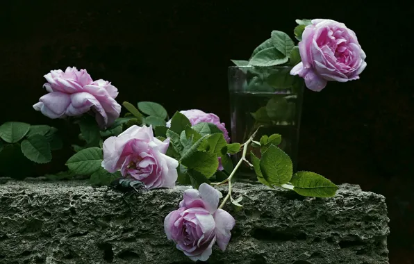 Картинка стакан, розы, тёмный фон
