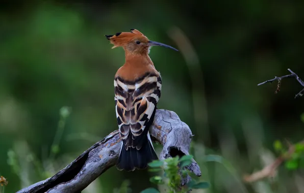 Картинка Африканский удод, African Hoopoe, птица, природа