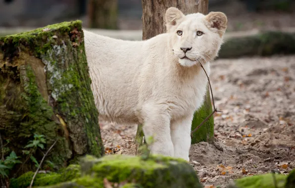 Картинка кошка, мох, ветка, львёнок, белый лев